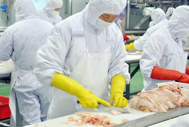 【风险评估】肉鸡屠宰微生物控制技术性指导规范